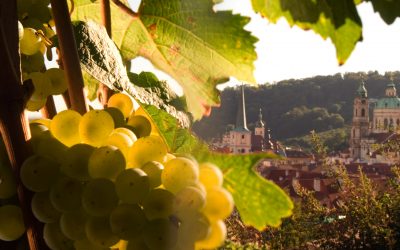 Svatováclavské vinobraní 25.-26. září 2021