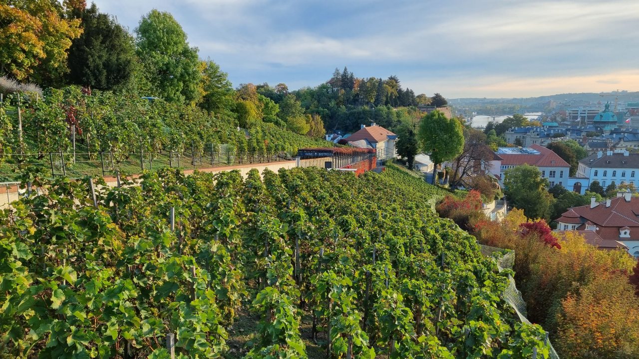 Wine & Food Villa Richter