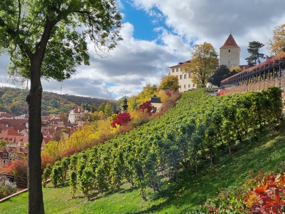 THE OLDEST VINEYARD