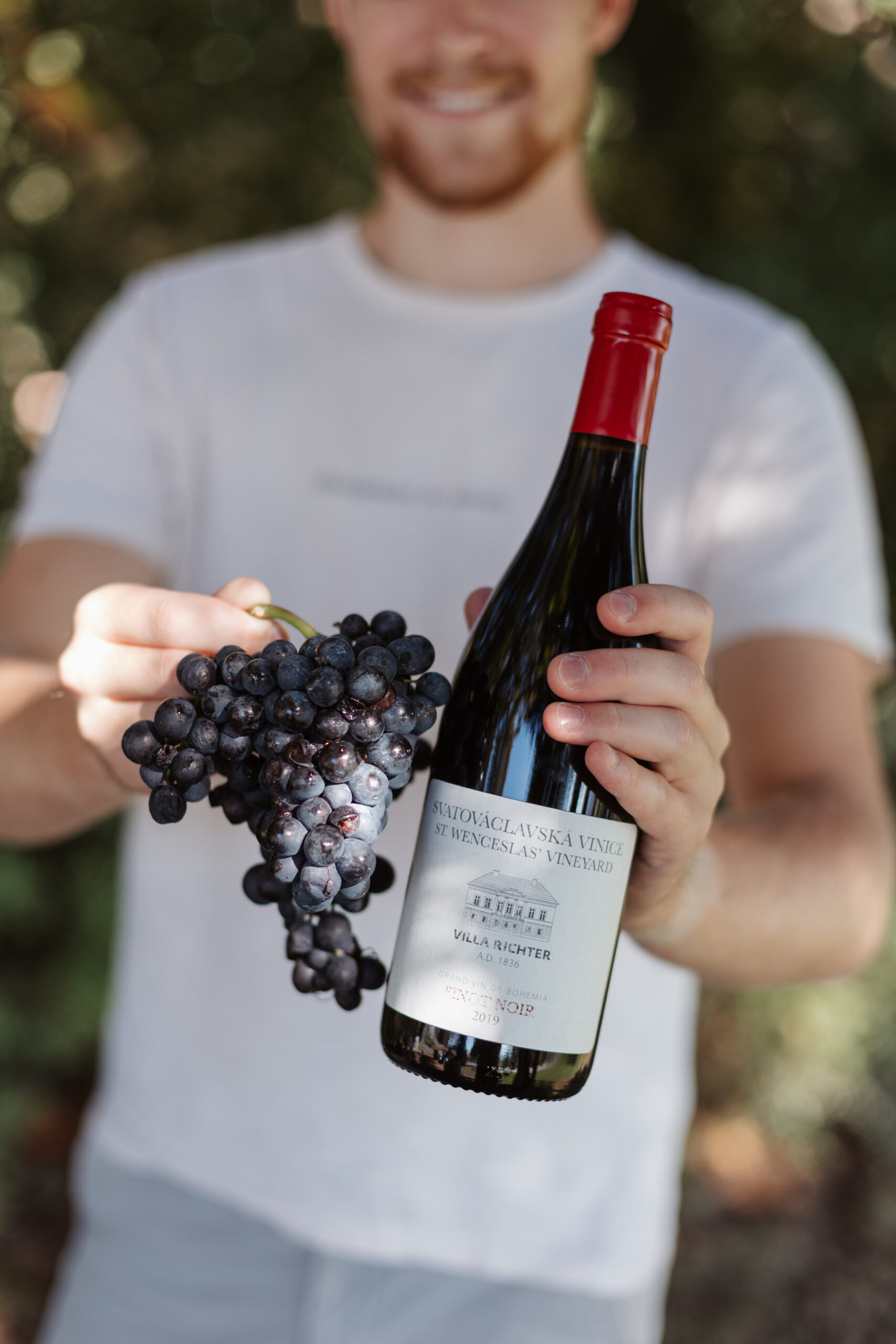 Muž drží lahev vína Villa Richter Pinot Noir ze Svatováclavské vinice spolu s čerstvě sklizenými hrozny